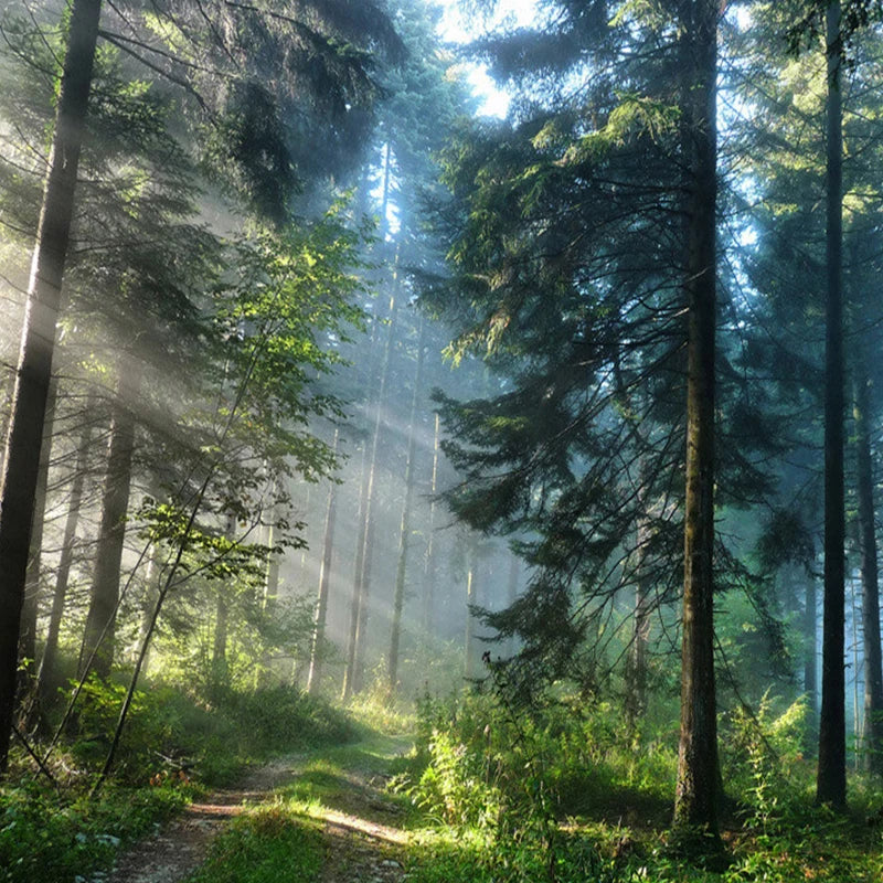 Morning Sunlight Forest Wall Mural Big Format Custom Sizes Wall Decor DIY Wall Covering Large Format Nordic Landscape Picture For Living Room
