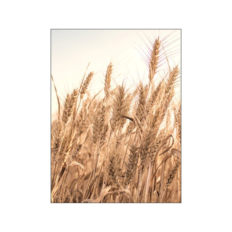Summer Fields Morning Sunshine Wall Art Fine Art Canvas Prints Simple Lifestyle Landscape Pictures Of Nature For Living Room Decor