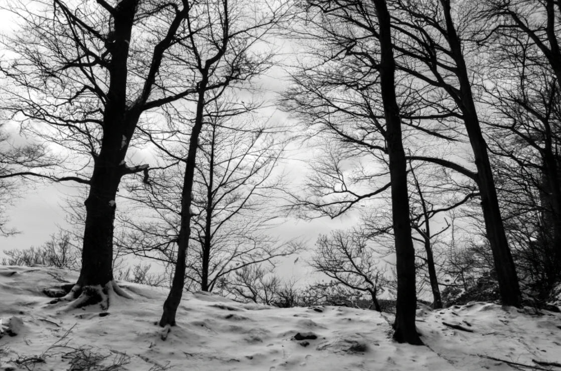Black & White Woodland Landscape Wall Mural Big Format Custom Sizes Nordic Wall Covering Creative DIY Wall Decor For Living Room