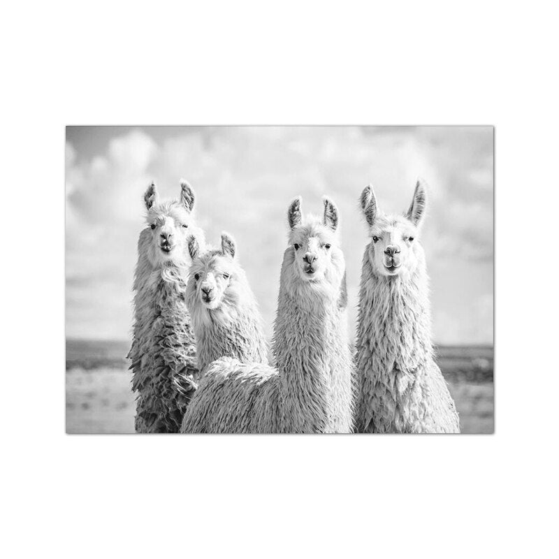 Cute Alpacas Black & White Animals Wall Art Fine Art Canvas Prints Pictures For Living Room Dining Room Kid's Bedroom Nursery Wall Art Decor