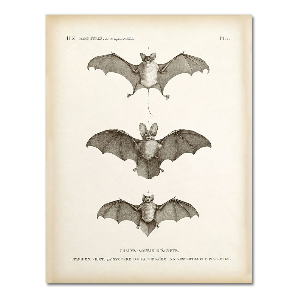 Vintage Vampire Bat Wall Art Fine Art Canvas Print Halloween Poster Antique Sepia Picture For Living Room Dining Room Home Office Decor