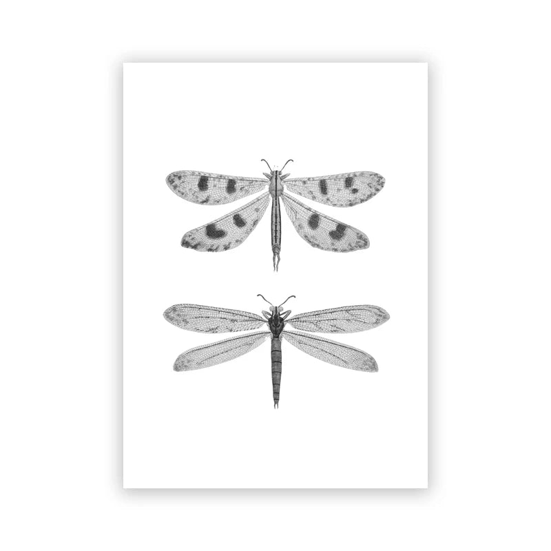 Bees Moths Dragonfly Flying Insect Vintage Specimen Posters Wall Art Fine Art Canvas Prints Minimalist Pictures For Living Room Office Dining Room Art Decor