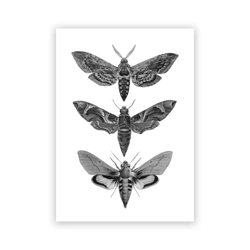 Bees Moths Dragonfly Flying Insect Vintage Specimen Posters Wall Art Fine Art Canvas Prints Minimalist Pictures For Living Room Office Dining Room Art Decor