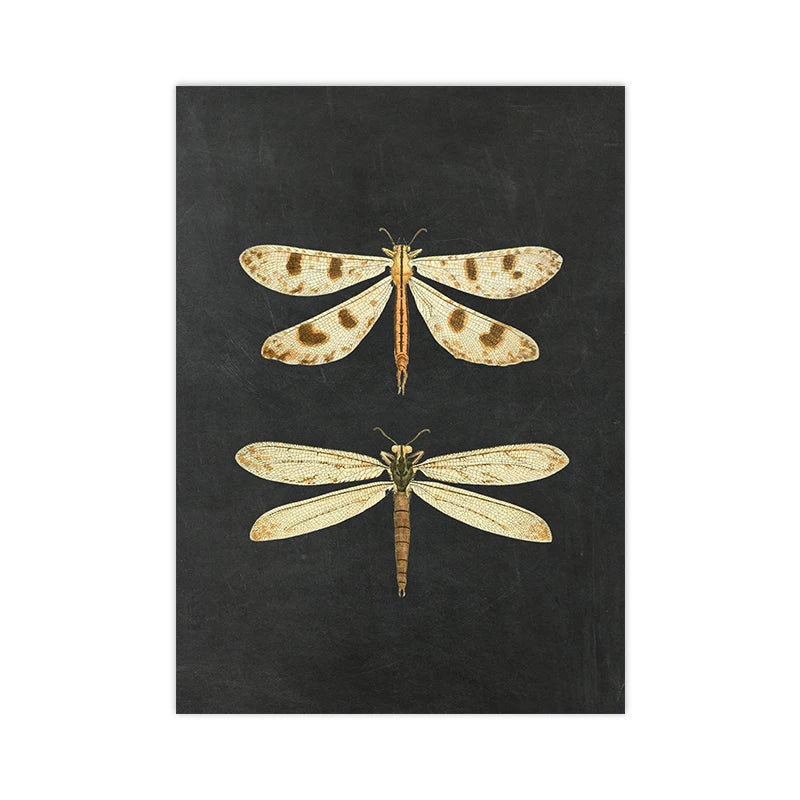 Bees Moths Dragonfly Flying Insect Vintage Specimen Posters Wall Art Fine Art Canvas Prints Minimalist Pictures For Living Room Office Dining Room Art Decor