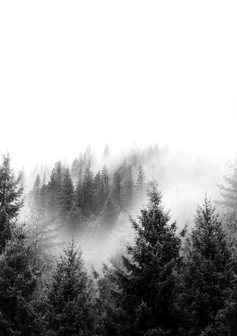 Black and white photo of a forest with sunlight filtering through the trees