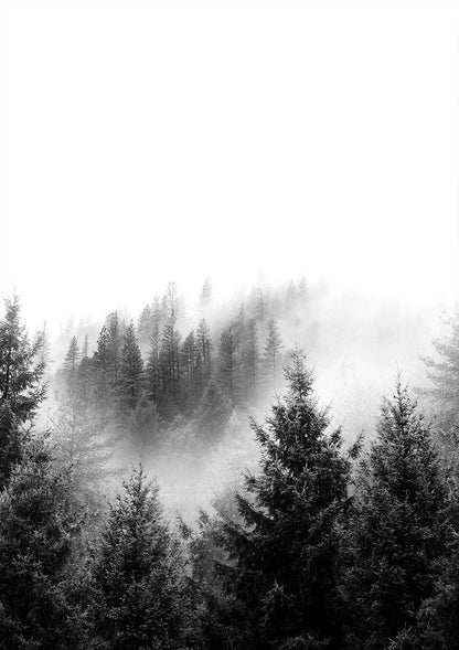 Black and white photo of a forest with sunlight filtering through the trees