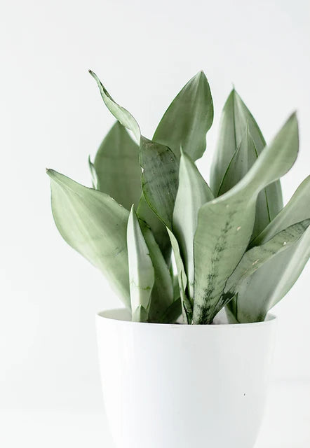 Cactus Eucalyptus Tropical Green Botany Wall Art Fine Art Canvas Prints Pictures For Living Room Kitchen Dining Room Home Decor