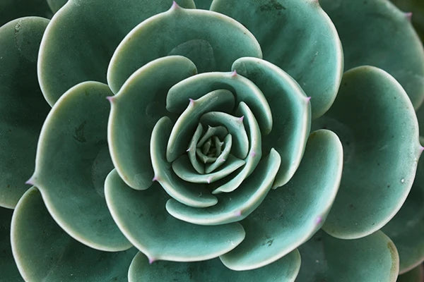 Cactus Eucalyptus Tropical Green Botany Wall Art Fine Art Canvas Prints Pictures For Living Room Kitchen Dining Room Home Decor