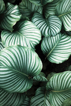 Cactus Eucalyptus Tropical Green Botany Wall Art Fine Art Canvas Prints Pictures For Living Room Kitchen Dining Room Home Decor