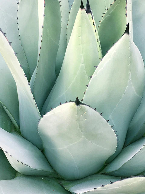 Cactus Eucalyptus Tropical Green Botany Wall Art Fine Art Canvas Prints Pictures For Living Room Kitchen Dining Room Home Decor