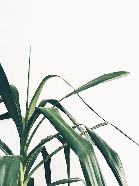 Cactus Eucalyptus Tropical Green Botany Wall Art Fine Art Canvas Prints Pictures For Living Room Kitchen Dining Room Home Decor