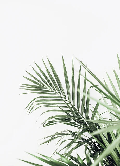 Cactus Eucalyptus Tropical Green Botany Wall Art Fine Art Canvas Prints Pictures For Living Room Kitchen Dining Room Home Decor