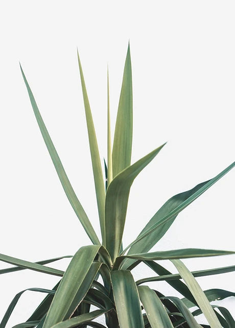 Cactus Eucalyptus Tropical Green Botany Wall Art Fine Art Canvas Prints Pictures For Living Room Kitchen Dining Room Home Decor