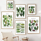 Classic Botanical Specimen Posters Green Leaves Wall Art Fine Art Canvas Prints Pictures For Kitchen Dining Room Living Room Decor