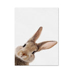 Cute Bunny Rabbit Photoshoot Poster Wall Art Fine Art Canvas Prints Baby Animal Pictures For Nursery Room Children's Room Wall Decor