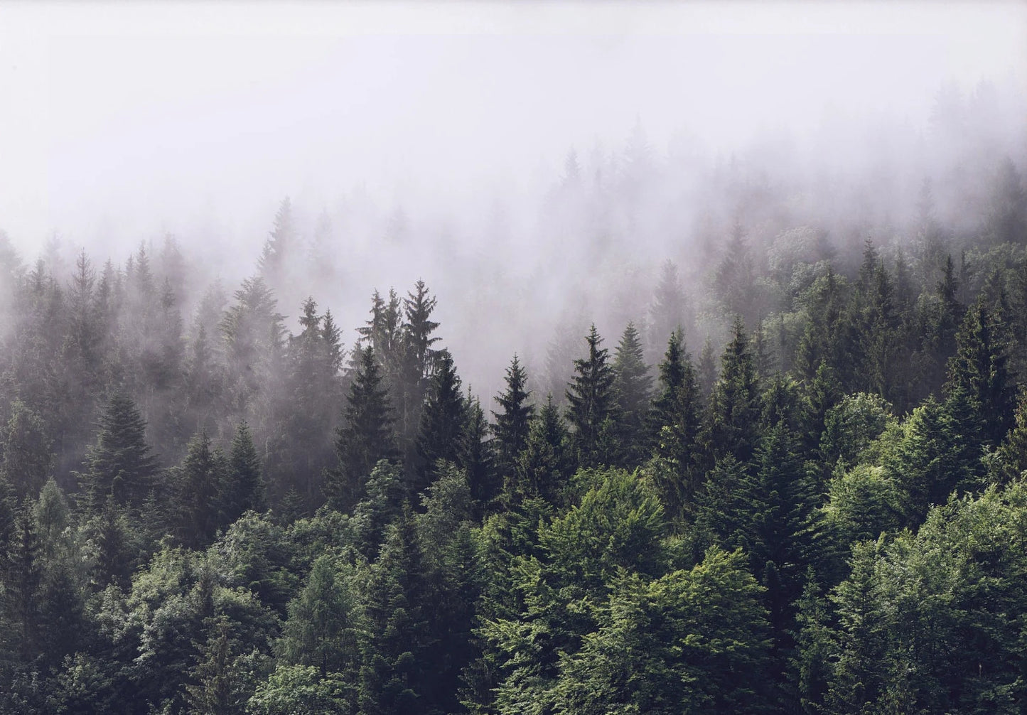 Green Mountain Misty Forest Wilderness Wall Art Fine Art Canvas Prints Modern Landscape Pictures Of Calm For Living Room Dining Room Home Decor 2025
