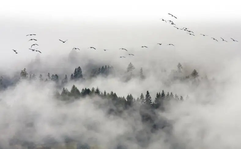 Misty Forest Landscape Wall Mural Big Format Printed Nordic Wallcovering Wallpaper For Modern Living Room Creative Home Office Wall Decoration