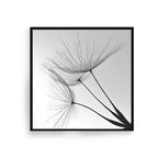 Delicate Dandelion Minimalist Black White Wall Art Fine Art Canvas Prints Square Format Pictures For Simple Living Room Bedroom Art Decor