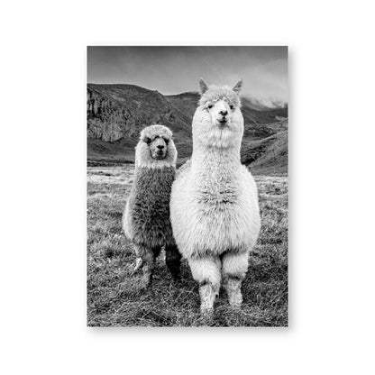 Cute Alpacas Black & White Animals Wall Art Fine Art Canvas Prints Pictures For Living Room Dining Room Kid's Bedroom Nursery Wall Art Decor