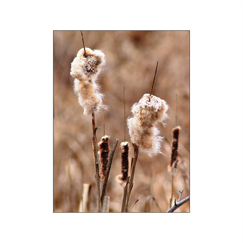 Summer Fields Morning Sunshine Wall Art Fine Art Canvas Prints Simple Lifestyle Landscape Pictures Of Nature For Living Room Decor