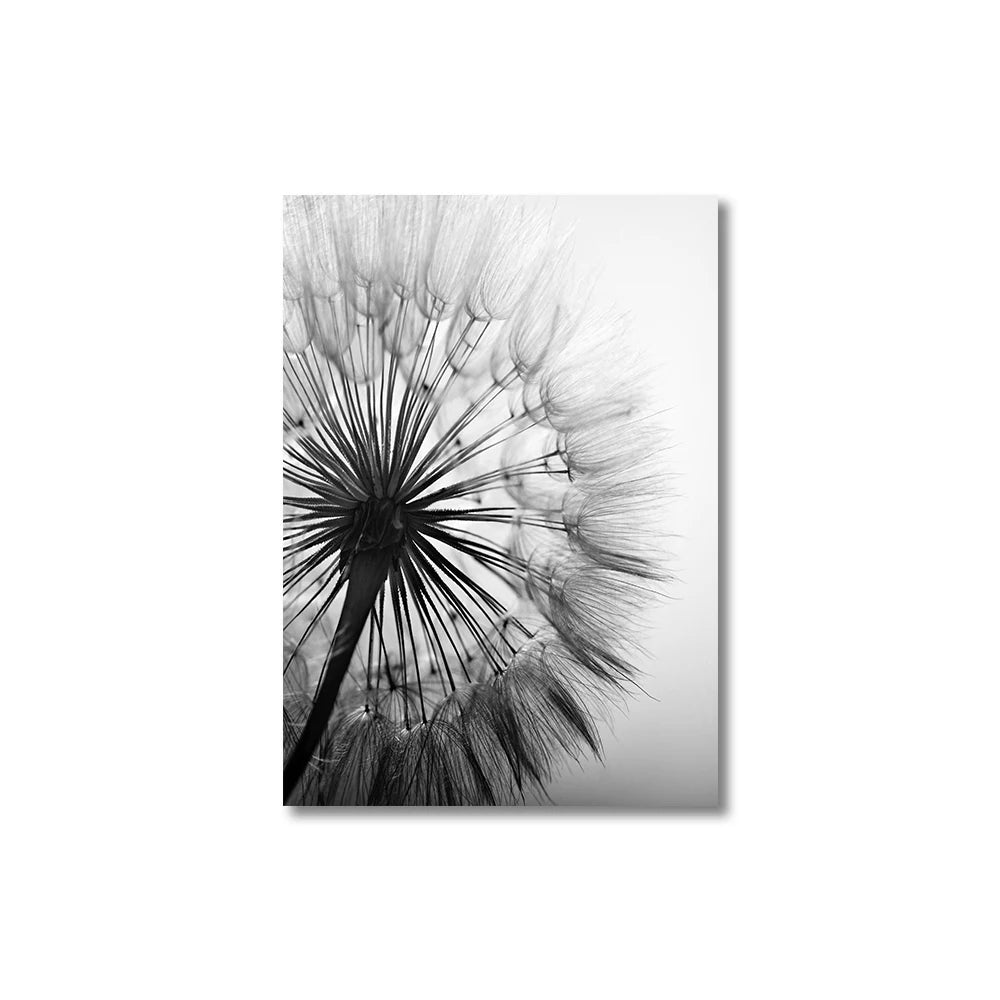 Black and white dandelion flower on a white background
