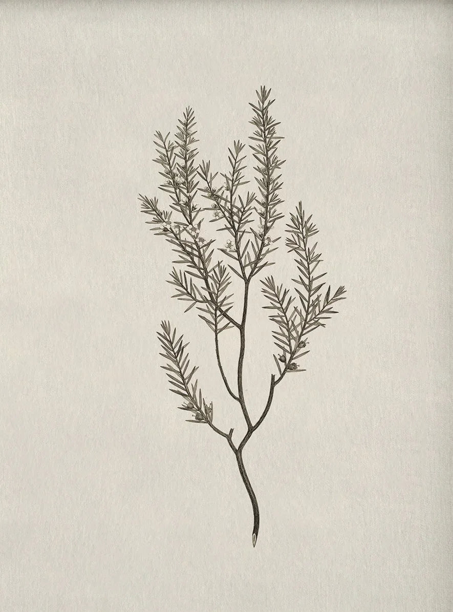 Botanical illustration of a plant on a textured beige background