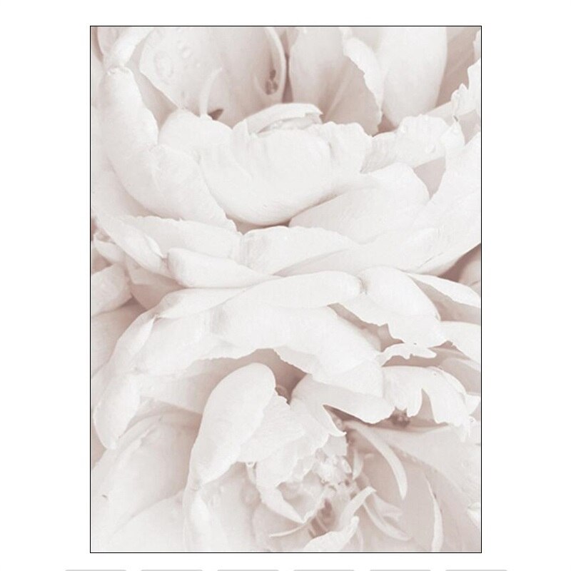 Simple Floral White Rose Peonies Wall Art Fine Art Canvas Prints Black White Botanical Pictures For Living Room Modern Interiors Home Decor