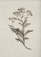 Botanical illustration of a plant on a textured beige background