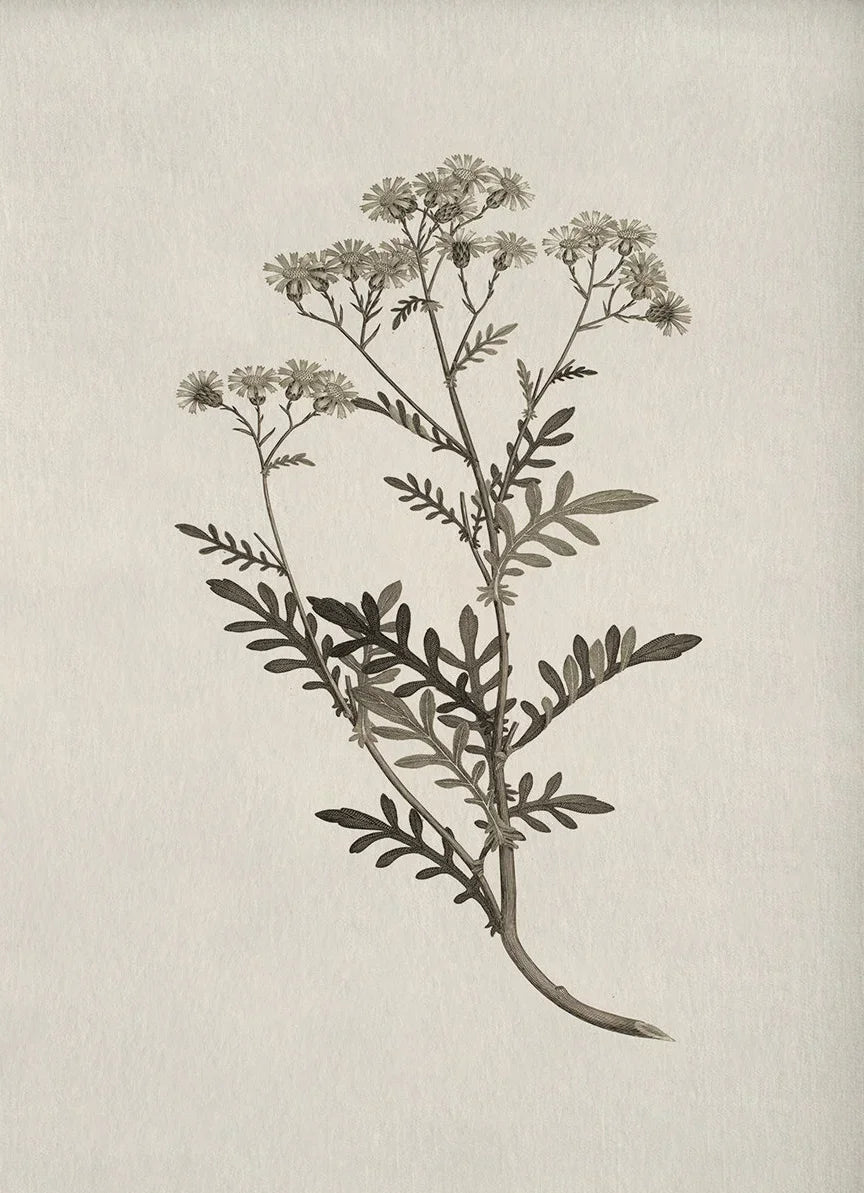 Botanical illustration of a plant on a textured beige background