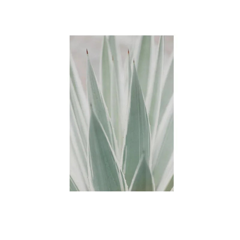 Cactus Wall Art Fine Art Canvas Prints Pictures For Living Room Dining Room Green Leaf Botanical Art For Modern Apartment Decor