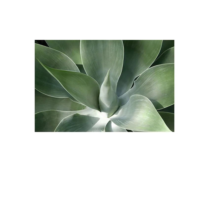 Cactus Wall Art Fine Art Canvas Prints Pictures For Living Room Dining Room Green Leaf Botanical Art For Modern Apartment Decor