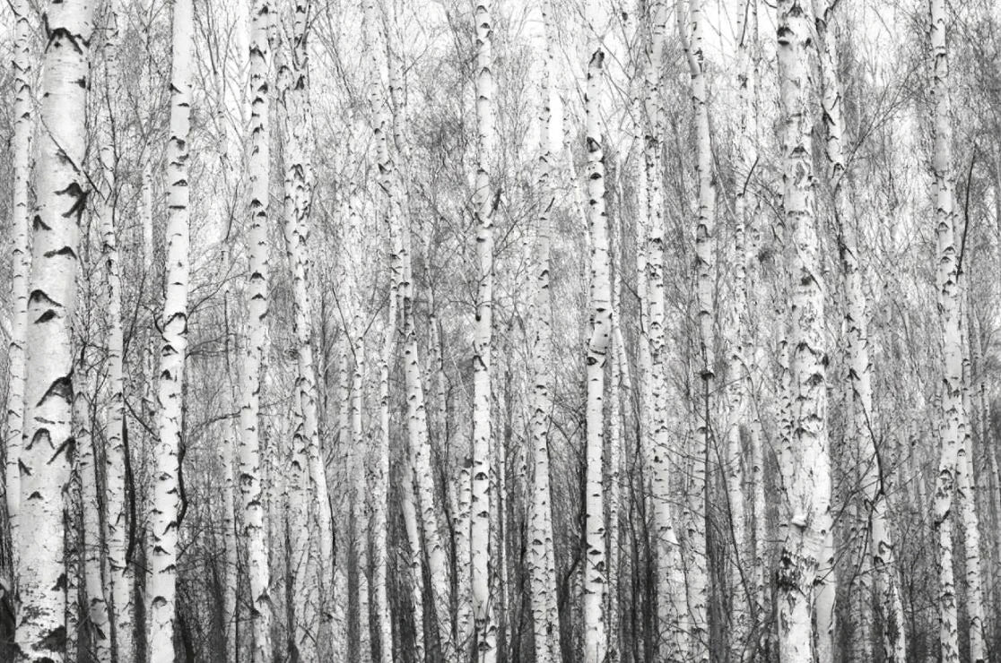 Black & White Woodland Landscape Wall Mural Big Format Custom Sizes Nordic Wall Covering Creative DIY Wall Decor For Living Room