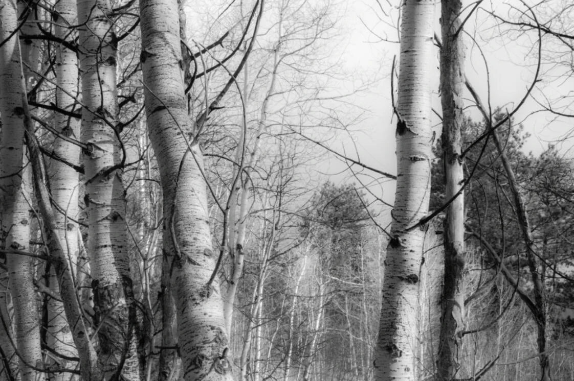 Black & White Woodland Landscape Wall Mural Big Format Custom Sizes Nordic Wall Covering Creative DIY Wall Decor For Living Room