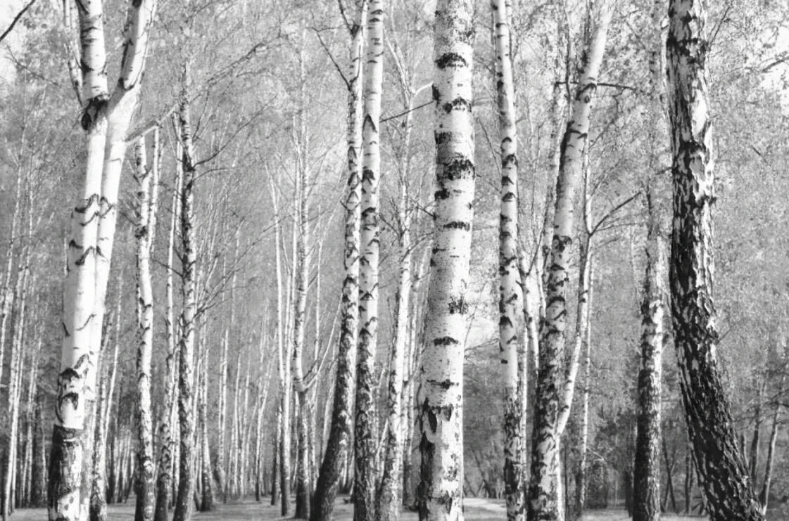 Black & White Woodland Landscape Wall Mural Big Format Custom Sizes Nordic Wall Covering Creative DIY Wall Decor For Living Room