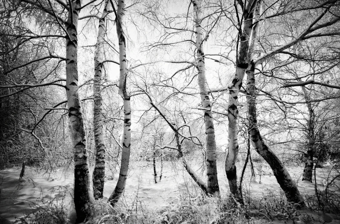 Black & White Woodland Landscape Wall Mural Big Format Custom Sizes Nordic Wall Covering Creative DIY Wall Decor For Living Room