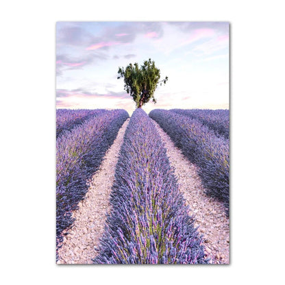 Pictures Of Provence Landscape Purple Lavender Wall Art Fine Art Canvas Prints Gallery Wall Pictures For Living Room Art Decor