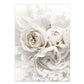 Simple Floral White Rose Peonies Wall Art Fine Art Canvas Prints Black White Botanical Pictures For Living Room Modern Interiors Home Decor