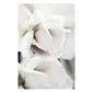Simple Floral White Rose Peonies Wall Art Fine Art Canvas Prints Black White Botanical Pictures For Living Room Modern Interiors Home Decor