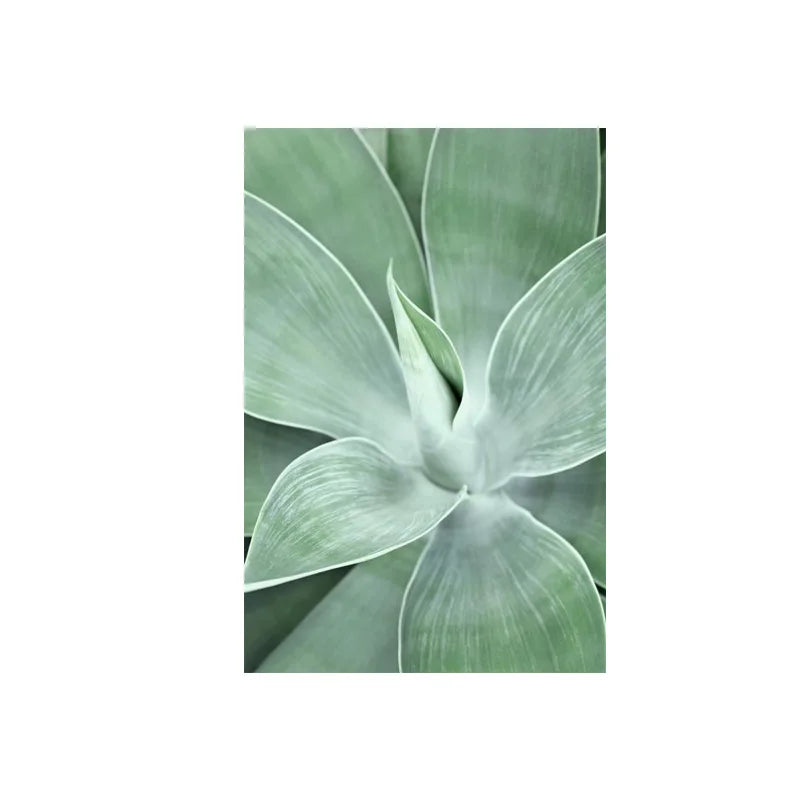 Cactus Wall Art Fine Art Canvas Prints Pictures For Living Room Dining Room Green Leaf Botanical Art For Modern Apartment Decor