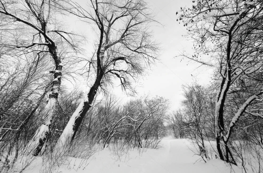 Black & White Woodland Landscape Wall Mural Big Format Custom Sizes Nordic Wall Covering Creative DIY Wall Decor For Living Room