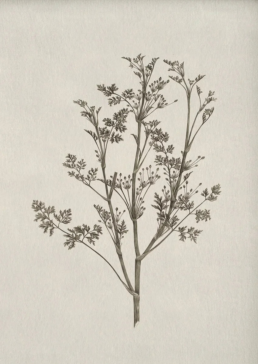 Botanical illustration of a plant on a textured beige background