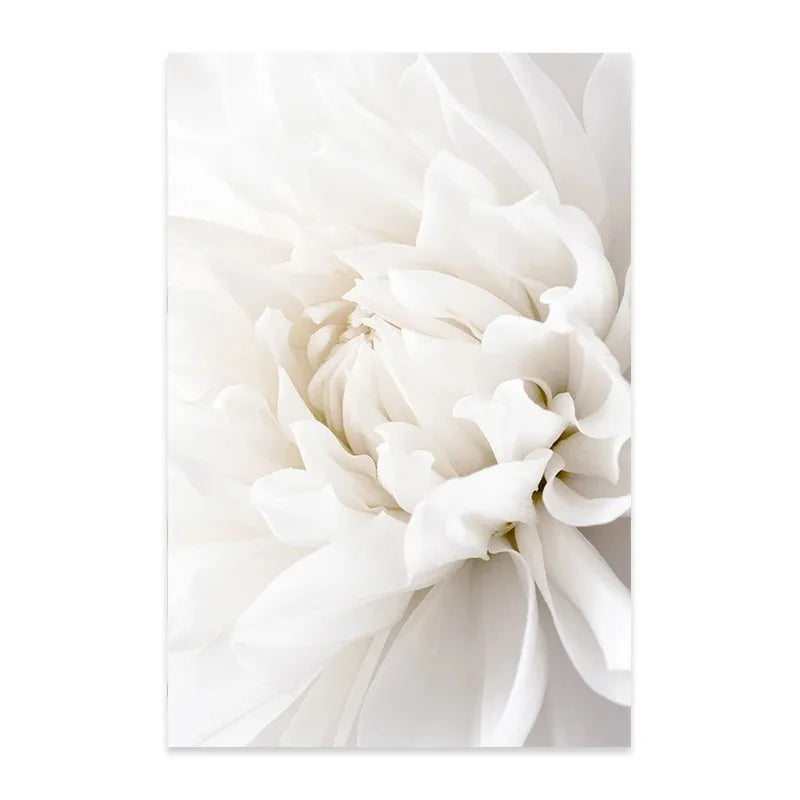 Minimalist White Floral Dahlia Rose Wall Art Fine Art Canvas Prints Pictures of Calm For Living Room Bedroom Modern Home Art Decor