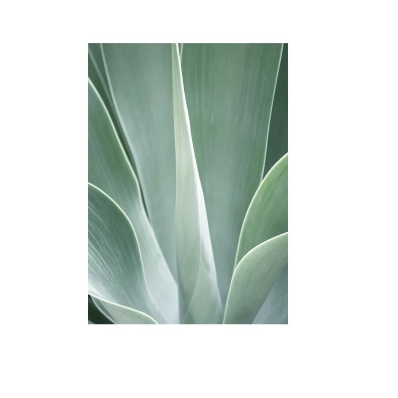 Cactus Wall Art Fine Art Canvas Prints Pictures For Living Room Dining Room Green Leaf Botanical Art For Modern Apartment Decor