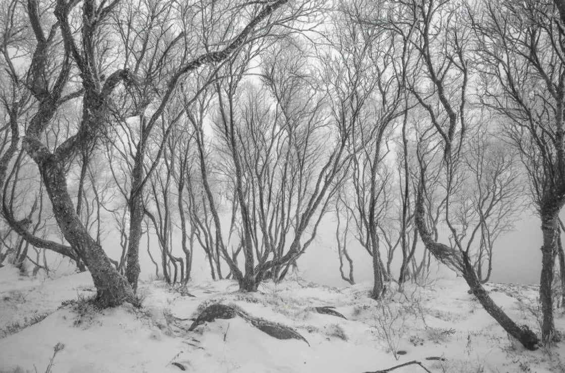 Black & White Woodland Landscape Wall Mural Big Format Custom Sizes Nordic Wall Covering Creative DIY Wall Decor For Living Room