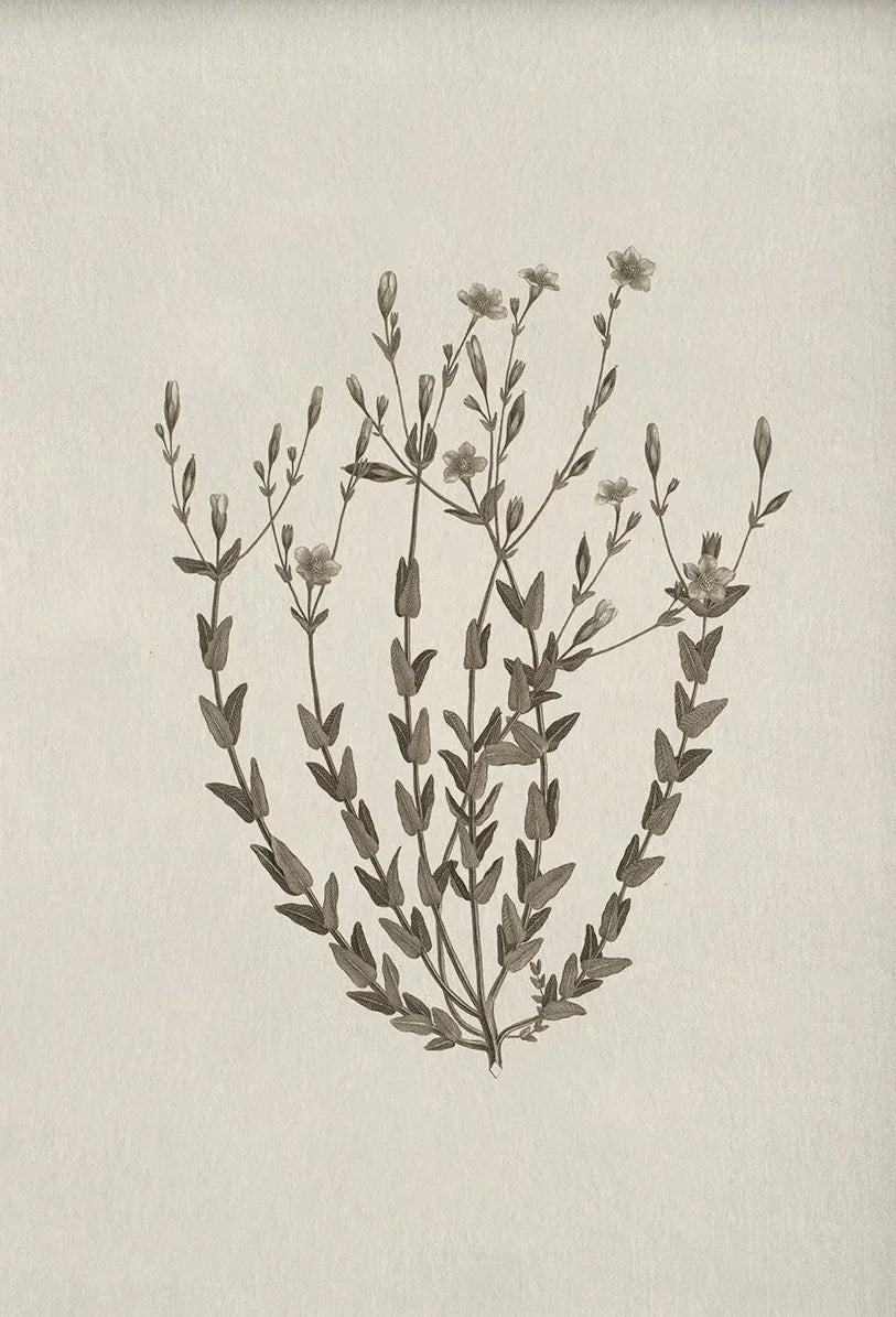 Botanical illustration of a plant on a textured beige background