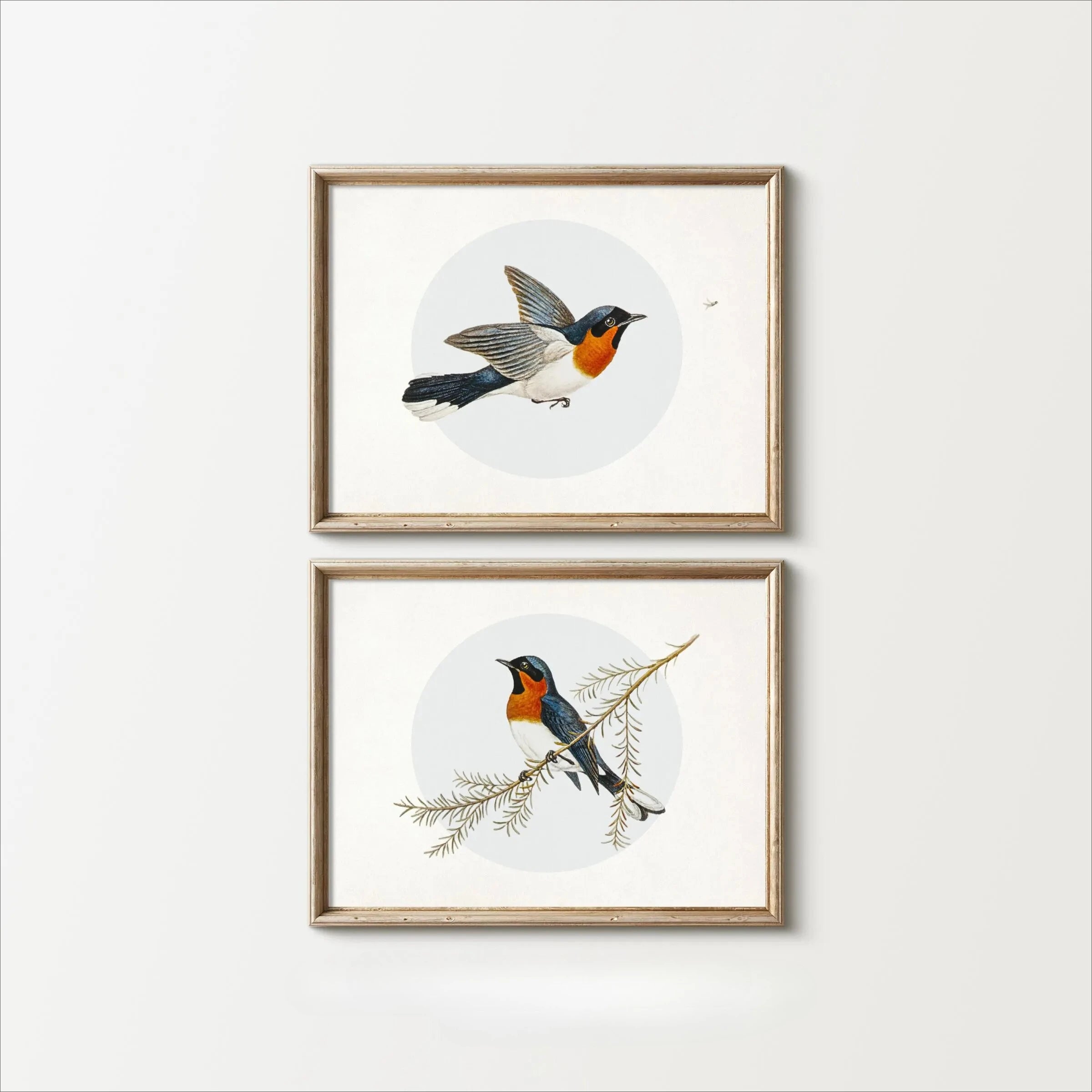 Two framed illustrations of birds on a white background