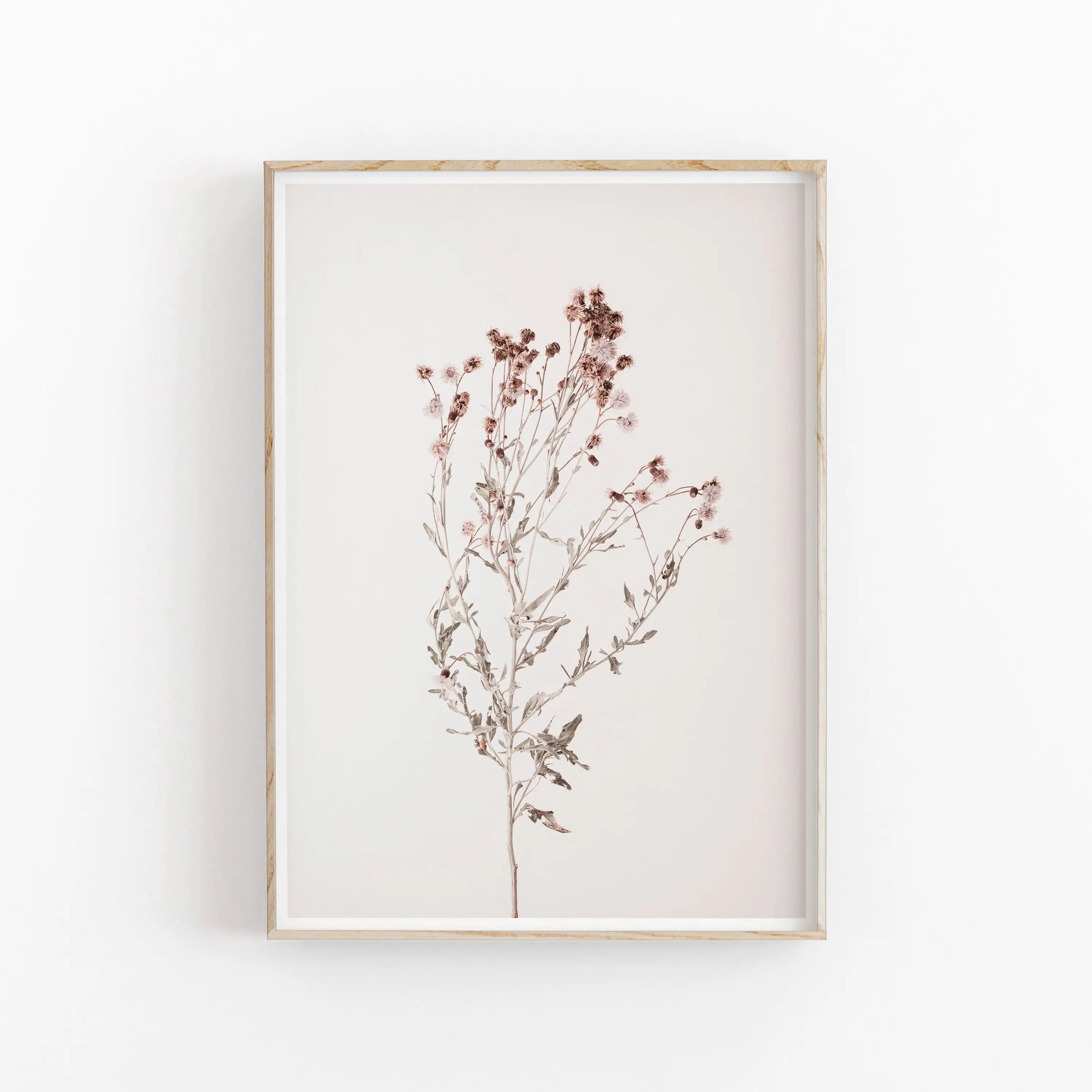 Framed botanical print of dried flowers on a white background