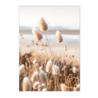 Field of pampas grass with a blurred background