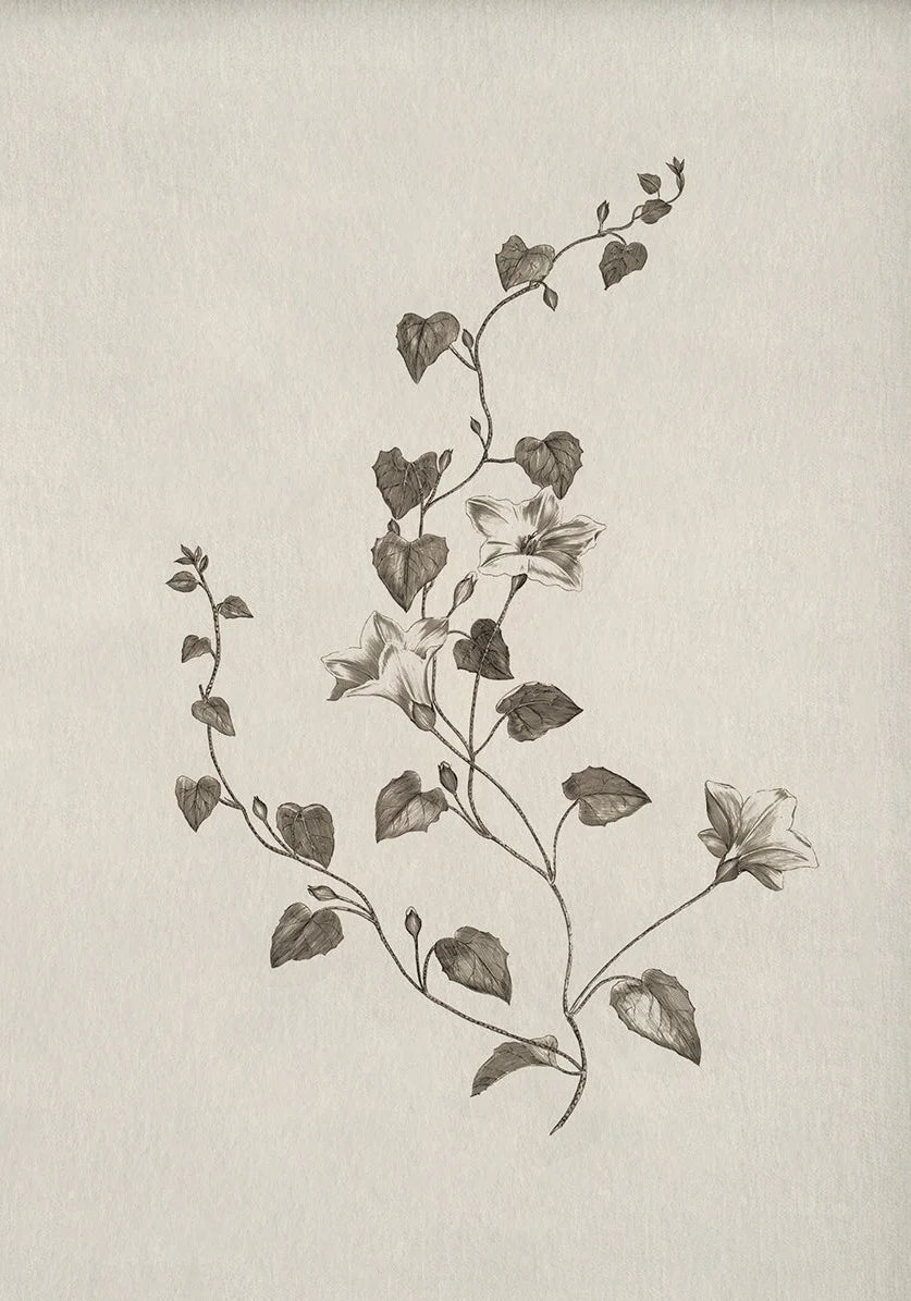 Vintage Botanical Illustration Wall Art – Minimalist Black‑Ink Plant Specimen Canvas Prints for Modern Kitchen, Living Room Gallery Wall