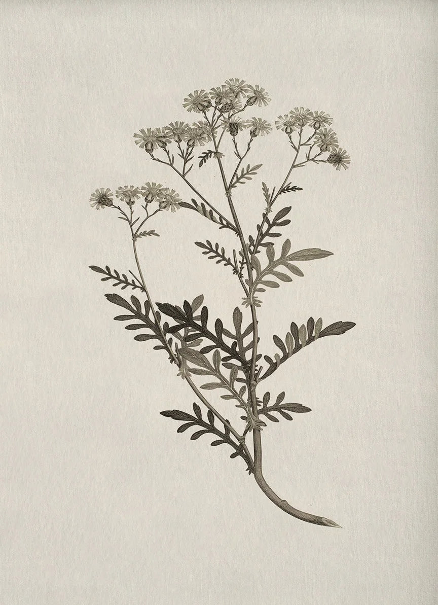 Vintage Botanical Illustration Wall Art – Minimalist Black‑Ink Plant Specimen Canvas Prints for Modern Kitchen, Living Room Gallery Wall